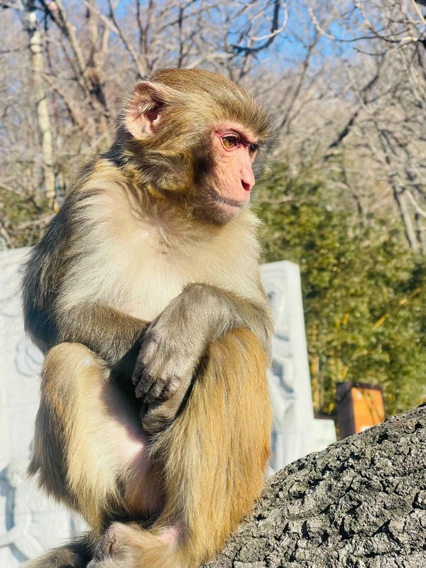 hình ảnh con khỉ 34