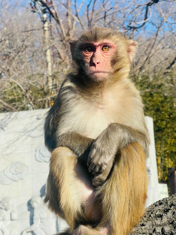 hình ảnh con khỉ 35