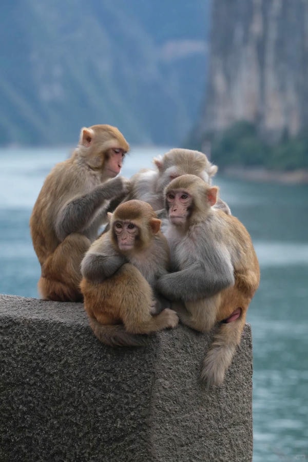 hình ảnh con khỉ 36