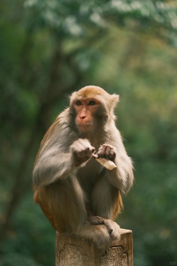 hình ảnh con khỉ 37