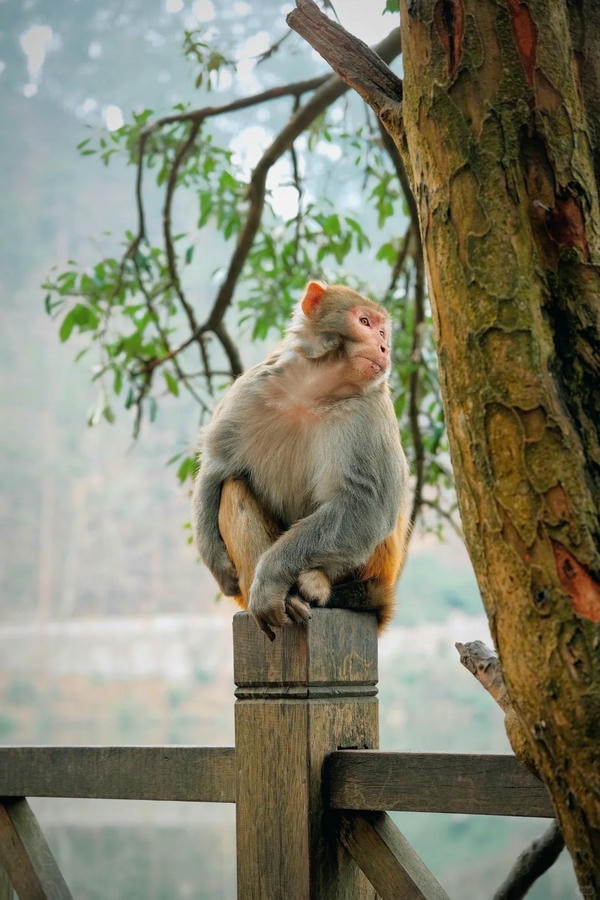 hình ảnh con khỉ 5