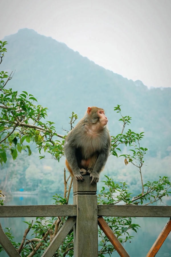 hình ảnh con khỉ 6