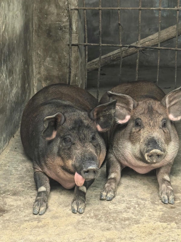 hình ảnh con lợn 1