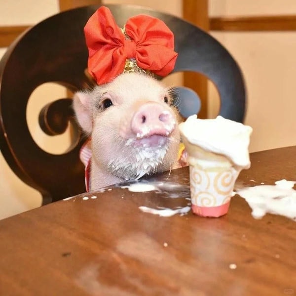 hình ảnh con lợn 10