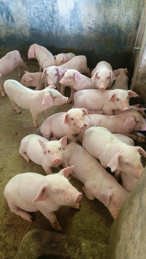 hình ảnh con lợn 11