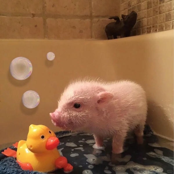 hình ảnh con lợn 12