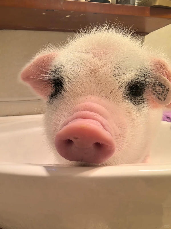 hình ảnh con lợn 13