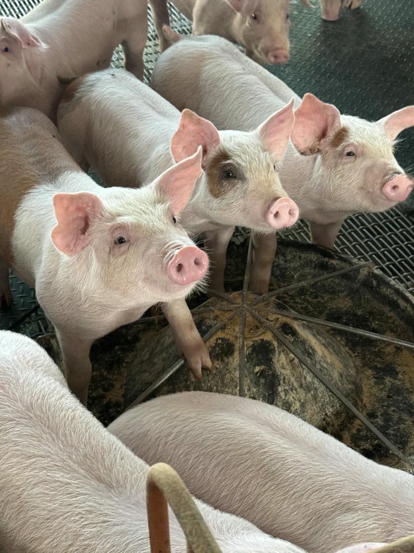 hình ảnh con lợn 14