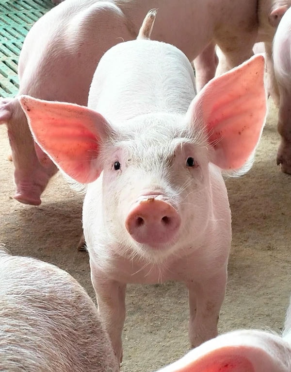 hình ảnh con lợn 16