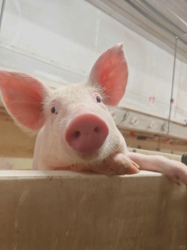 hình ảnh con lợn 17