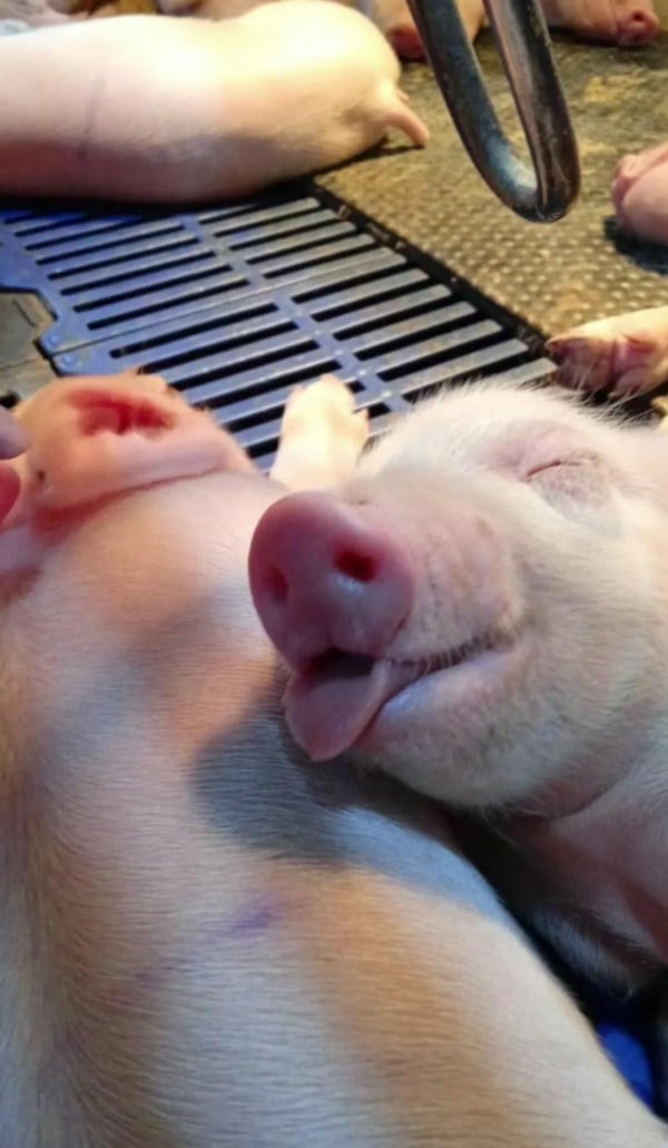 hình ảnh con lợn 19