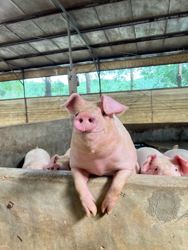 hình ảnh con lợn 2