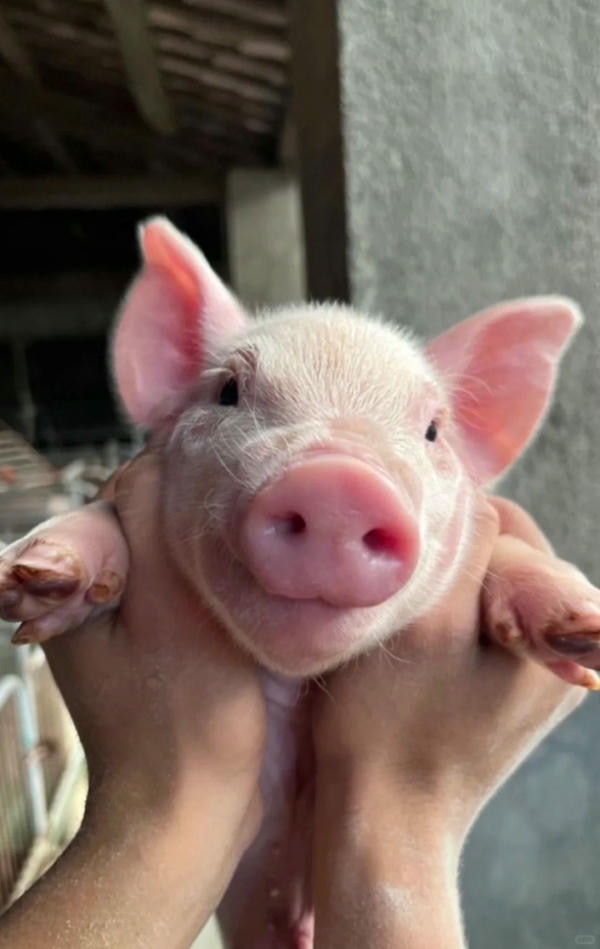 hình ảnh con lợn 20