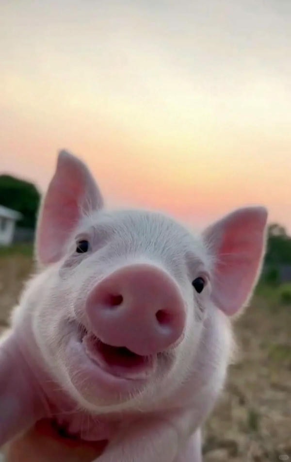 hình ảnh con lợn 21