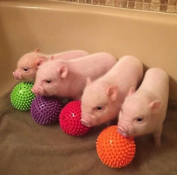 hình ảnh con lợn 23