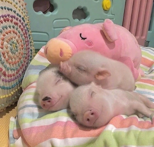 hình ảnh con lợn 24