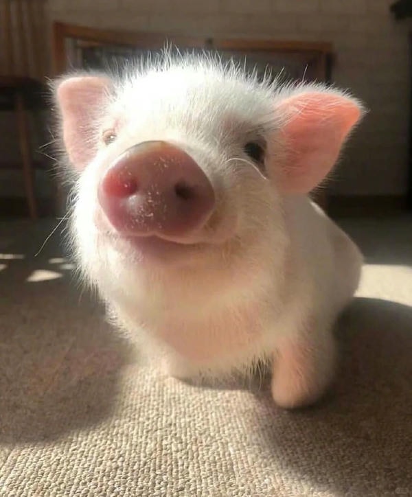 hình ảnh con lợn 25