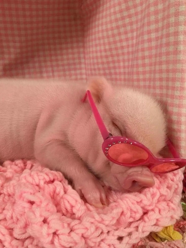 hình ảnh con lợn 28