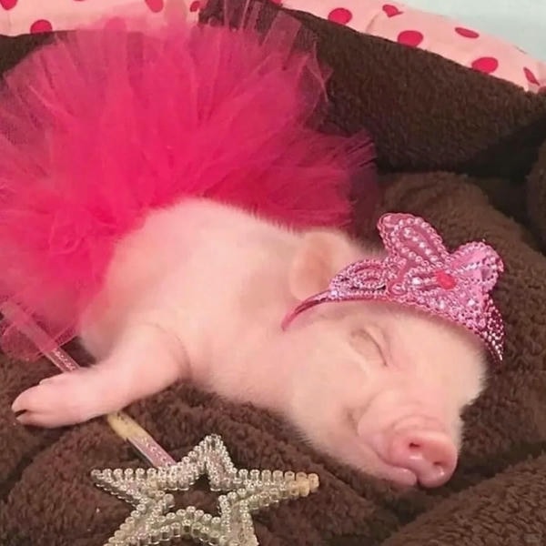 hình ảnh con lợn 3