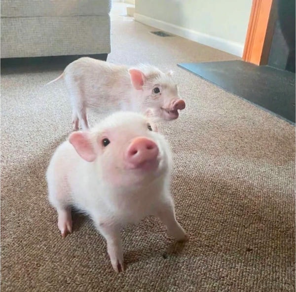 hình ảnh con lợn 30