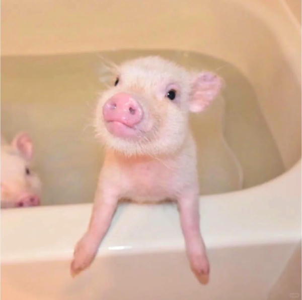 hình ảnh con lợn 31