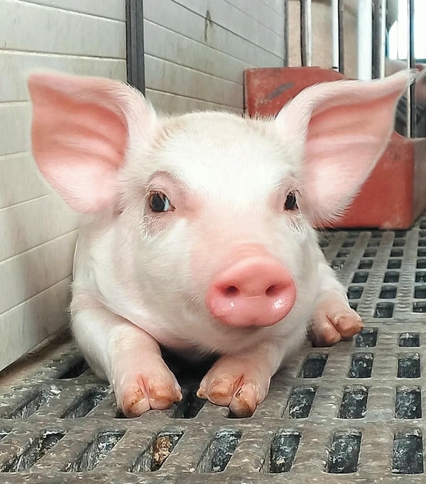 hình ảnh con lợn 32