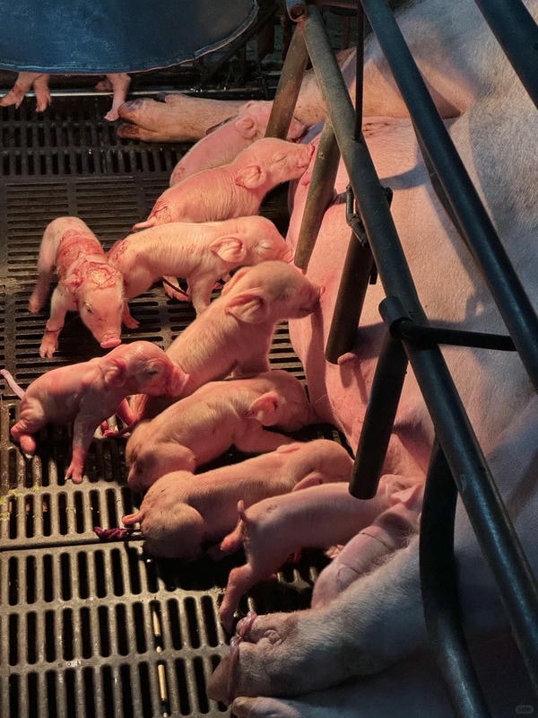 hình ảnh con lợn 33