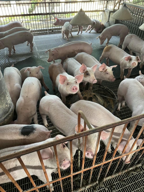 hình ảnh con lợn 34