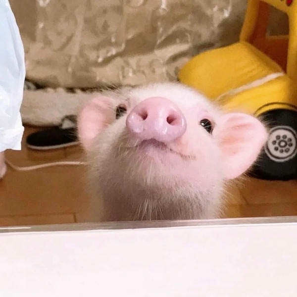 hình ảnh con lợn 4