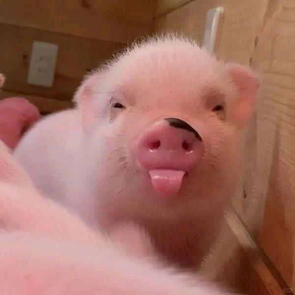hình ảnh con lợn 6