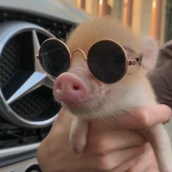 hình ảnh con lợn 8