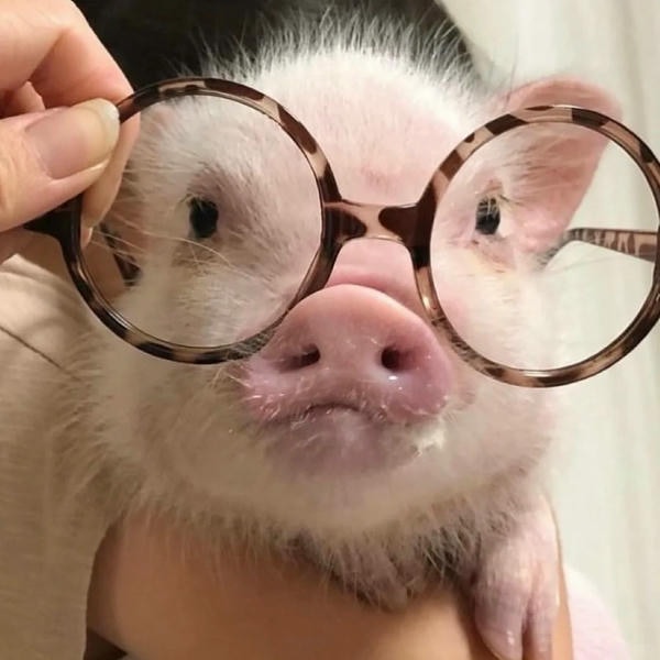 hình ảnh con lợn 9