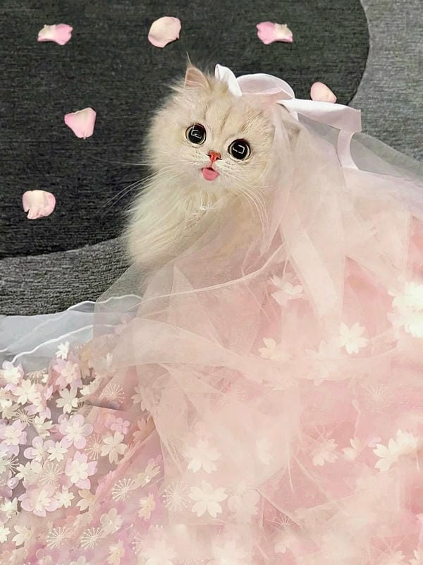 hình ảnh con mèo cute (1)