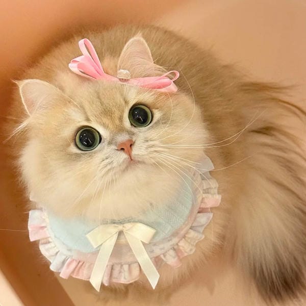 hình ảnh con mèo cute (10)