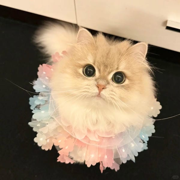 hình ảnh con mèo cute (11)