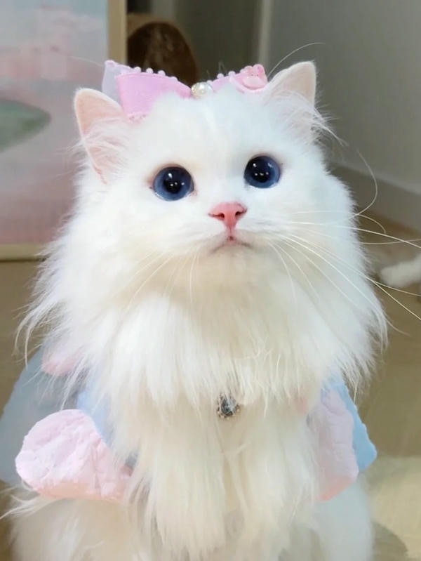 hình ảnh con mèo cute 12