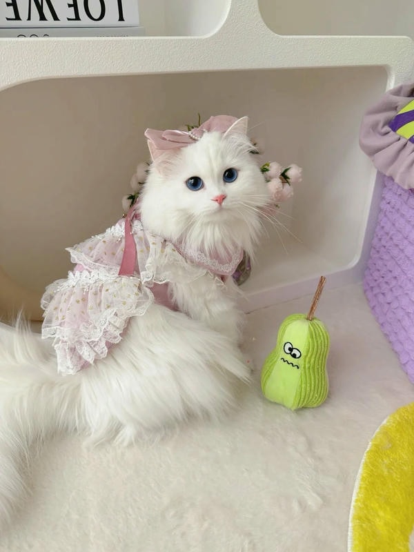 hình ảnh con mèo cute 13