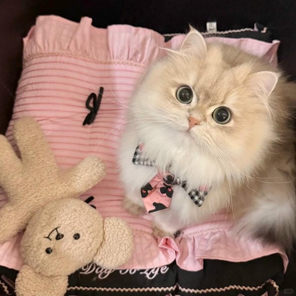 hình ảnh con mèo cute (14)