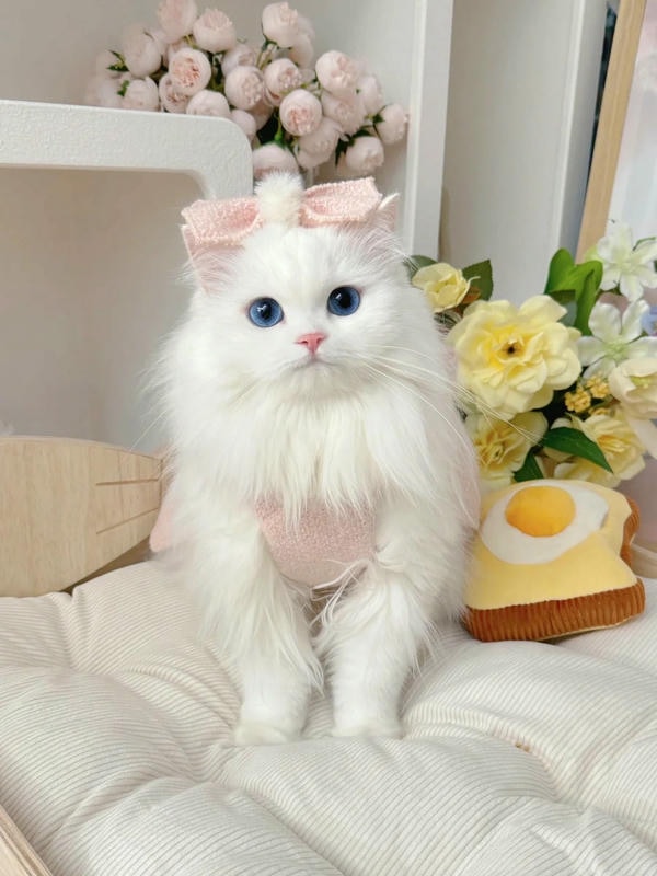 hình ảnh con mèo cute 14