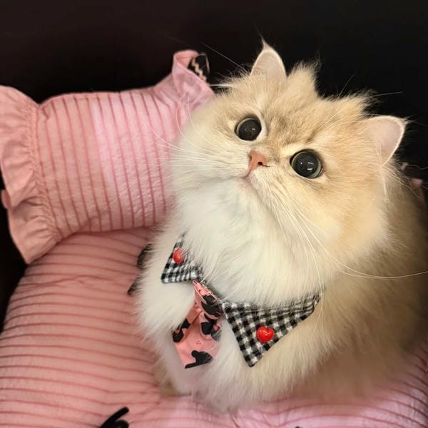 hình ảnh con mèo cute (15)