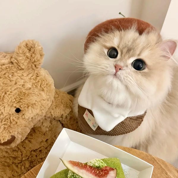 hình ảnh con mèo cute (16)