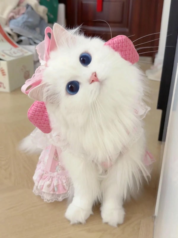 hình ảnh con mèo cute 16