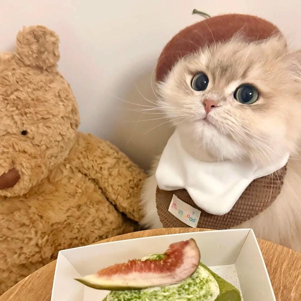 hình ảnh con mèo cute (17)