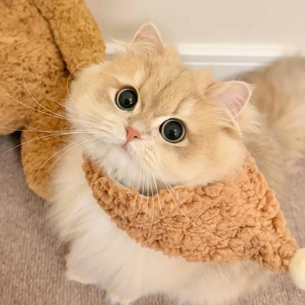 hình ảnh con mèo cute (18)