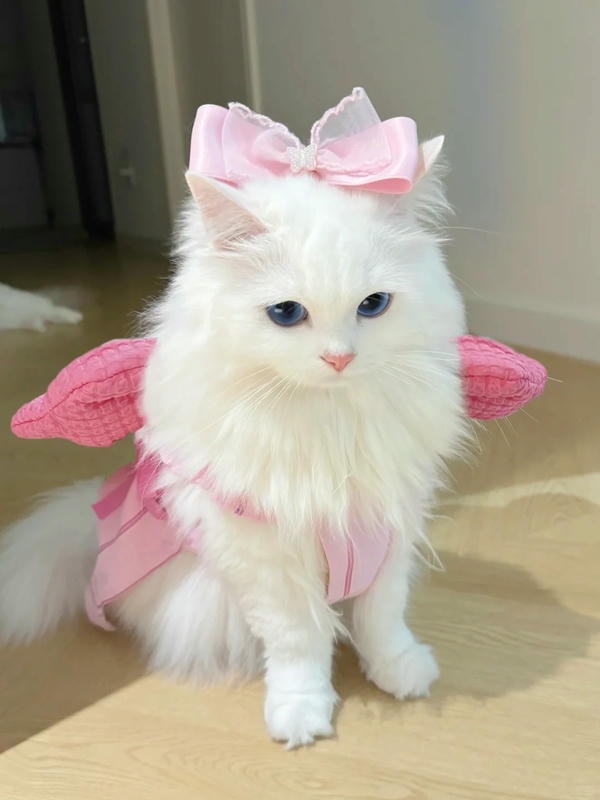 hình ảnh con mèo cute 18