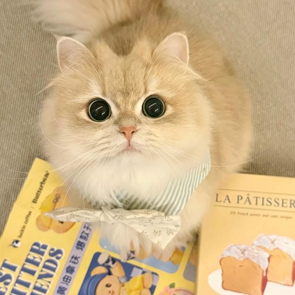 hình ảnh con mèo cute (19)