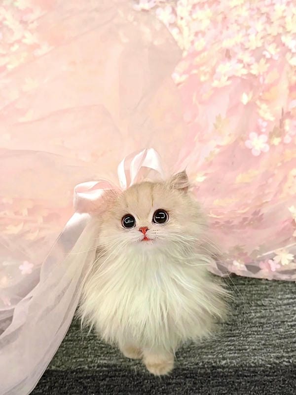 hình ảnh con mèo cute (2)