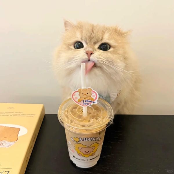 hình ảnh con mèo cute (20)