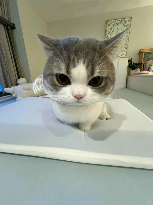 hình ảnh con mèo cute 20