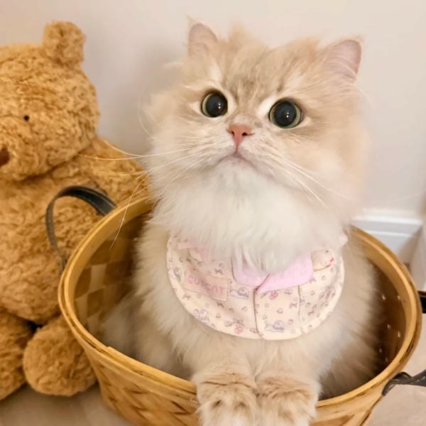 hình ảnh con mèo cute (21)